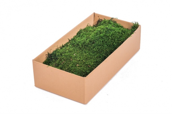 Preserved Polar Flat Moss Dark Green 100g Box